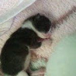 Foto de Evelyn Victória Machado dos Santos