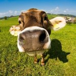 Foto de Gustavo Cardoso