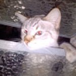 Picture of Gabriel Henrique