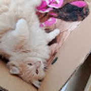 Picture of Salvatore Carfora