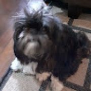 Picture of P E R E S