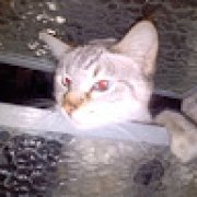 Picture of Gabriel Henrique