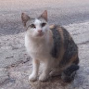 Picture of Stavros Papalexiou